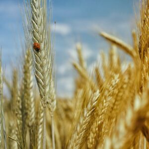 AG Landwirtschaft