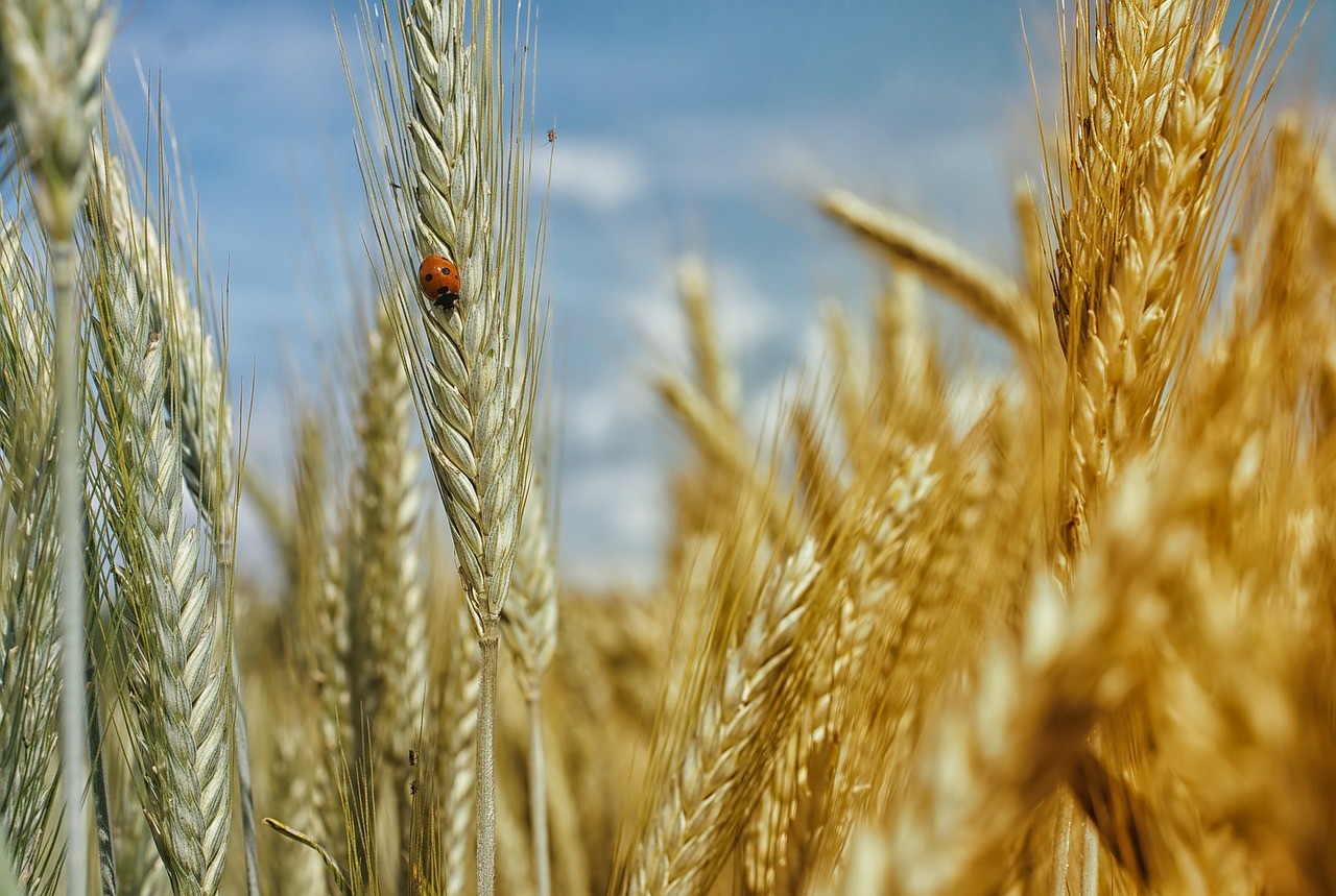 PIRATEN fordern den Schutz von Landschaft, Klima und biologischer Vielfalt sowie Tierschutz bei der Reform der Gemeinsamen Agrarpolitik
