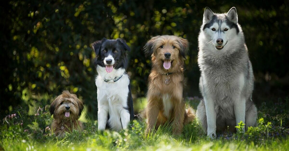 Tierschutz-Hundeverordnung – oder wie man es nicht macht. Mal wieder.